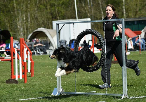 Agility Wettkampf