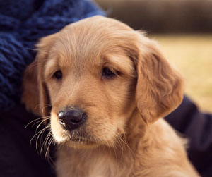 Welpentreffen Hundeschule Loy